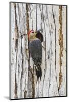 Belize, Crooked Tree Wildlife Sanctuary. Golden-fronted Woodpecker sitting at the nest cavity-Elizabeth Boehm-Mounted Photographic Print