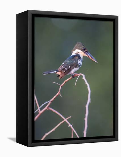 Belize, Crooked Tree Wildlife Sanctuary. Little Green Kingfisher perching on a limb.-Elizabeth Boehm-Framed Stretched Canvas