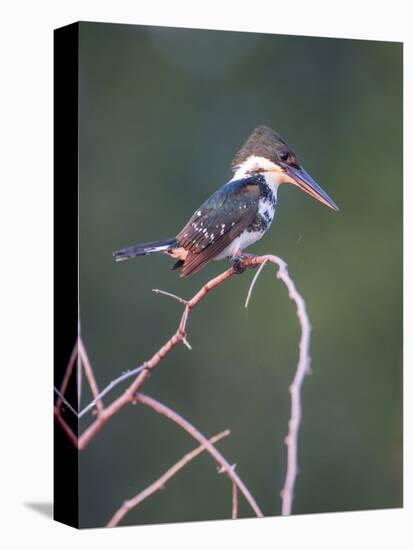 Belize, Crooked Tree Wildlife Sanctuary. Little Green Kingfisher perching on a limb.-Elizabeth Boehm-Stretched Canvas