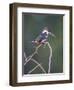 Belize, Crooked Tree Wildlife Sanctuary. Little Green Kingfisher perching on a limb.-Elizabeth Boehm-Framed Photographic Print