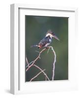 Belize, Crooked Tree Wildlife Sanctuary. Little Green Kingfisher perching on a limb.-Elizabeth Boehm-Framed Photographic Print