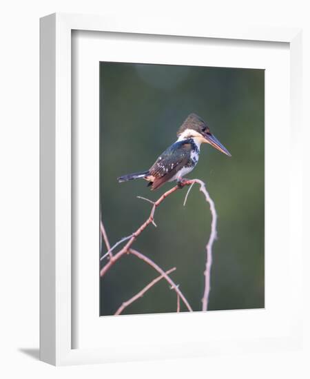 Belize, Crooked Tree Wildlife Sanctuary. Little Green Kingfisher perching on a limb.-Elizabeth Boehm-Framed Photographic Print