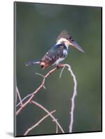 Belize, Crooked Tree Wildlife Sanctuary. Little Green Kingfisher perching on a limb.-Elizabeth Boehm-Mounted Photographic Print