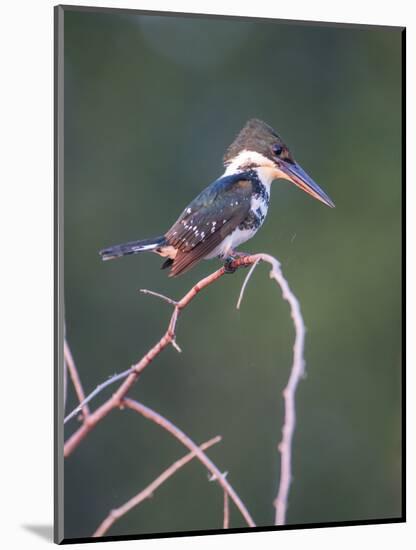 Belize, Crooked Tree Wildlife Sanctuary. Little Green Kingfisher perching on a limb.-Elizabeth Boehm-Mounted Photographic Print