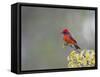 Belize, Crooked Tree Wildlife Sanctuary. Male Vermillion Flycatcher perching on a limb.-Elizabeth Boehm-Framed Stretched Canvas