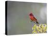 Belize, Crooked Tree Wildlife Sanctuary. Male Vermillion Flycatcher perching on a limb.-Elizabeth Boehm-Stretched Canvas