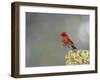 Belize, Crooked Tree Wildlife Sanctuary. Male Vermillion Flycatcher perching on a limb.-Elizabeth Boehm-Framed Photographic Print