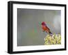 Belize, Crooked Tree Wildlife Sanctuary. Male Vermillion Flycatcher perching on a limb.-Elizabeth Boehm-Framed Photographic Print