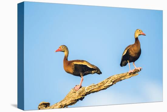 Belize, Crooked Tree Wildlife Sanctuary. Two Black-bellied Tree Ducks perch on a snag.-Elizabeth Boehm-Stretched Canvas