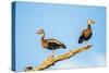Belize, Crooked Tree Wildlife Sanctuary. Two Black-bellied Tree Ducks perch on a snag.-Elizabeth Boehm-Stretched Canvas