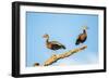 Belize, Crooked Tree Wildlife Sanctuary. Two Black-bellied Tree Ducks perch on a snag.-Elizabeth Boehm-Framed Photographic Print