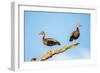 Belize, Crooked Tree Wildlife Sanctuary. Two Black-bellied Tree Ducks perch on a snag.-Elizabeth Boehm-Framed Photographic Print