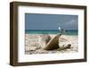 Belize, Laughing Bird Caye Laughing Gull on Driftwood-Cindy Miller Hopkins-Framed Photographic Print