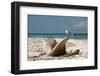 Belize, Laughing Bird Caye Laughing Gull on Driftwood-Cindy Miller Hopkins-Framed Photographic Print