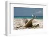 Belize, Laughing Bird Caye Laughing Gull on Driftwood-Cindy Miller Hopkins-Framed Photographic Print