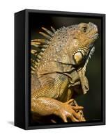 Belize, San Iguacio, Green Iguana-Jane Sweeney-Framed Stretched Canvas