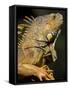 Belize, San Iguacio, Green Iguana-Jane Sweeney-Framed Stretched Canvas