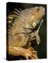 Belize, San Iguacio, Green Iguana-Jane Sweeney-Stretched Canvas