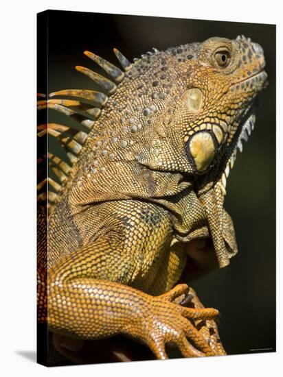 Belize, San Iguacio, Green Iguana-Jane Sweeney-Stretched Canvas