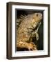 Belize, San Iguacio, Green Iguana-Jane Sweeney-Framed Photographic Print