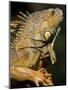 Belize, San Iguacio, Green Iguana-Jane Sweeney-Mounted Photographic Print