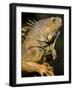 Belize, San Iguacio, Green Iguana-Jane Sweeney-Framed Photographic Print