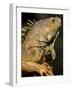 Belize, San Iguacio, Green Iguana-Jane Sweeney-Framed Photographic Print