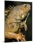 Belize, San Iguacio, Green Iguana-Jane Sweeney-Mounted Photographic Print