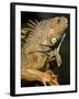 Belize, San Iguacio, Green Iguana-Jane Sweeney-Framed Photographic Print