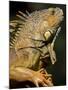 Belize, San Iguacio, Green Iguana-Jane Sweeney-Mounted Photographic Print