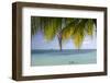 Belize, Stann Creek District, Swcmr. Snorkeling in the Caribbean Sea-Cindy Miller Hopkins-Framed Photographic Print