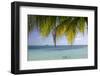 Belize, Stann Creek District, Swcmr. Snorkeling in the Caribbean Sea-Cindy Miller Hopkins-Framed Photographic Print