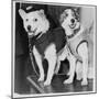 Belka and Strelka, Russian Cosmonaut Dogs, 1960-null-Mounted Giclee Print