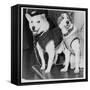 Belka and Strelka, Russian Cosmonaut Dogs, 1960-null-Framed Stretched Canvas