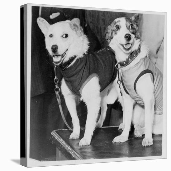 Belka and Strelka, Russian Cosmonaut Dogs, 1960-null-Stretched Canvas