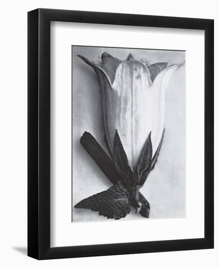 Bell Flower-Karl Blossfeldt-Framed Art Print