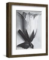 Bell Flower-Karl Blossfeldt-Framed Art Print