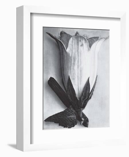 Bell Flower-Karl Blossfeldt-Framed Art Print