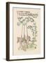 Bell Flower-Walter Crane-Framed Art Print