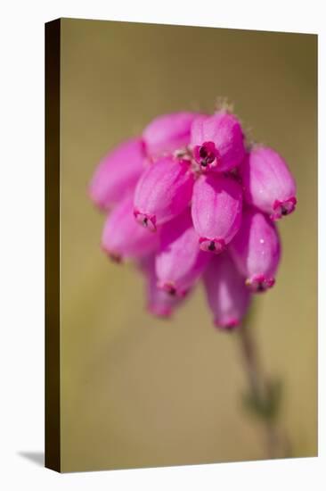 Bell Heather (Erica Cinerea) in Flower, Flow Country, Sutherland, Highlands, Scotland, UK, July-Mark Hamblin-Stretched Canvas