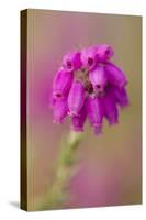 Bell Heather (Erica Cinerea) in Flower, Flow Country, Sutherland, Highlands, Scotland, UK, July-Mark Hamblin-Stretched Canvas