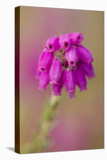 Bell Heather (Erica Cinerea) in Flower, Flow Country, Sutherland, Highlands, Scotland, UK, July-Mark Hamblin-Stretched Canvas