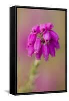 Bell Heather (Erica Cinerea) in Flower, Flow Country, Sutherland, Highlands, Scotland, UK, July-Mark Hamblin-Framed Stretched Canvas