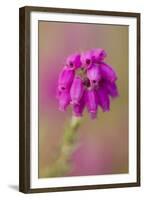 Bell Heather (Erica Cinerea) in Flower, Flow Country, Sutherland, Highlands, Scotland, UK, July-Mark Hamblin-Framed Premium Photographic Print