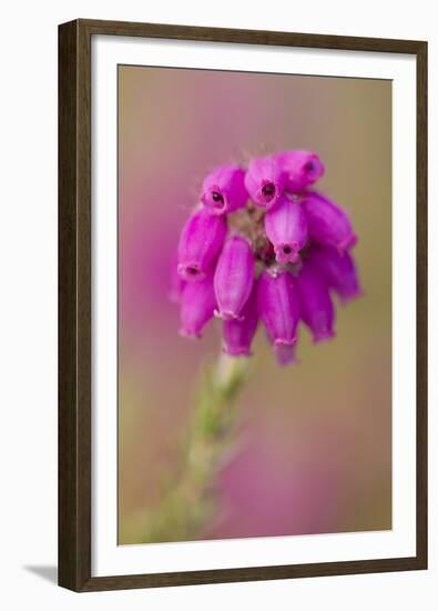 Bell Heather (Erica Cinerea) in Flower, Flow Country, Sutherland, Highlands, Scotland, UK, July-Mark Hamblin-Framed Premium Photographic Print