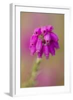 Bell Heather (Erica Cinerea) in Flower, Flow Country, Sutherland, Highlands, Scotland, UK, July-Mark Hamblin-Framed Premium Photographic Print