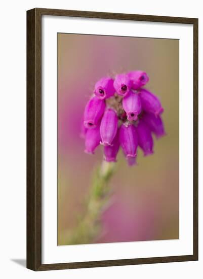 Bell Heather (Erica Cinerea) in Flower, Flow Country, Sutherland, Highlands, Scotland, UK, July-Mark Hamblin-Framed Premium Photographic Print
