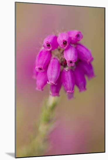 Bell Heather (Erica Cinerea) in Flower, Flow Country, Sutherland, Highlands, Scotland, UK, July-Mark Hamblin-Mounted Premium Photographic Print