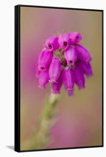 Bell Heather (Erica Cinerea) in Flower, Flow Country, Sutherland, Highlands, Scotland, UK, July-Mark Hamblin-Framed Stretched Canvas