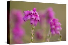 Bell Heather (Erica Cinerea) in Flower, Flow Country, Sutherland, Highlands, Scotland, UK, July-Mark Hamblin-Stretched Canvas